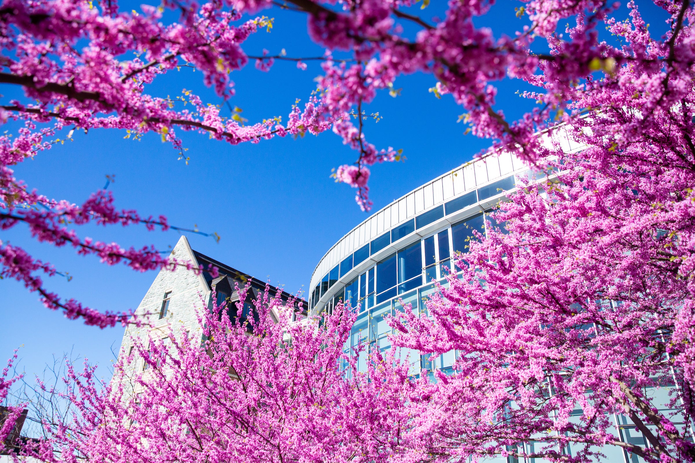 Pink blossoms bloom in front of the glass exterior of the Hariri Building.