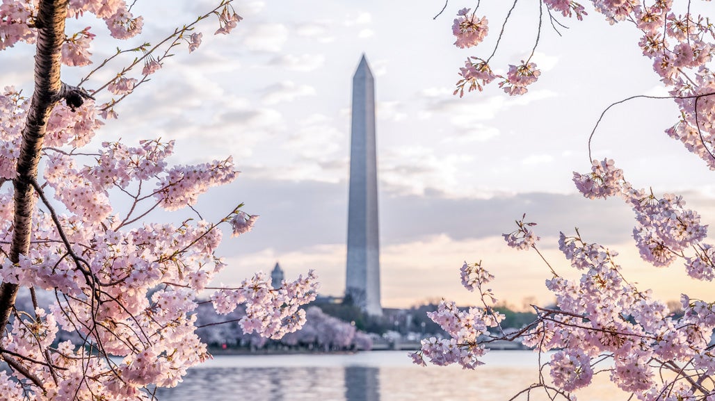 The Washington Monument is framed by pink cherry blossoms.