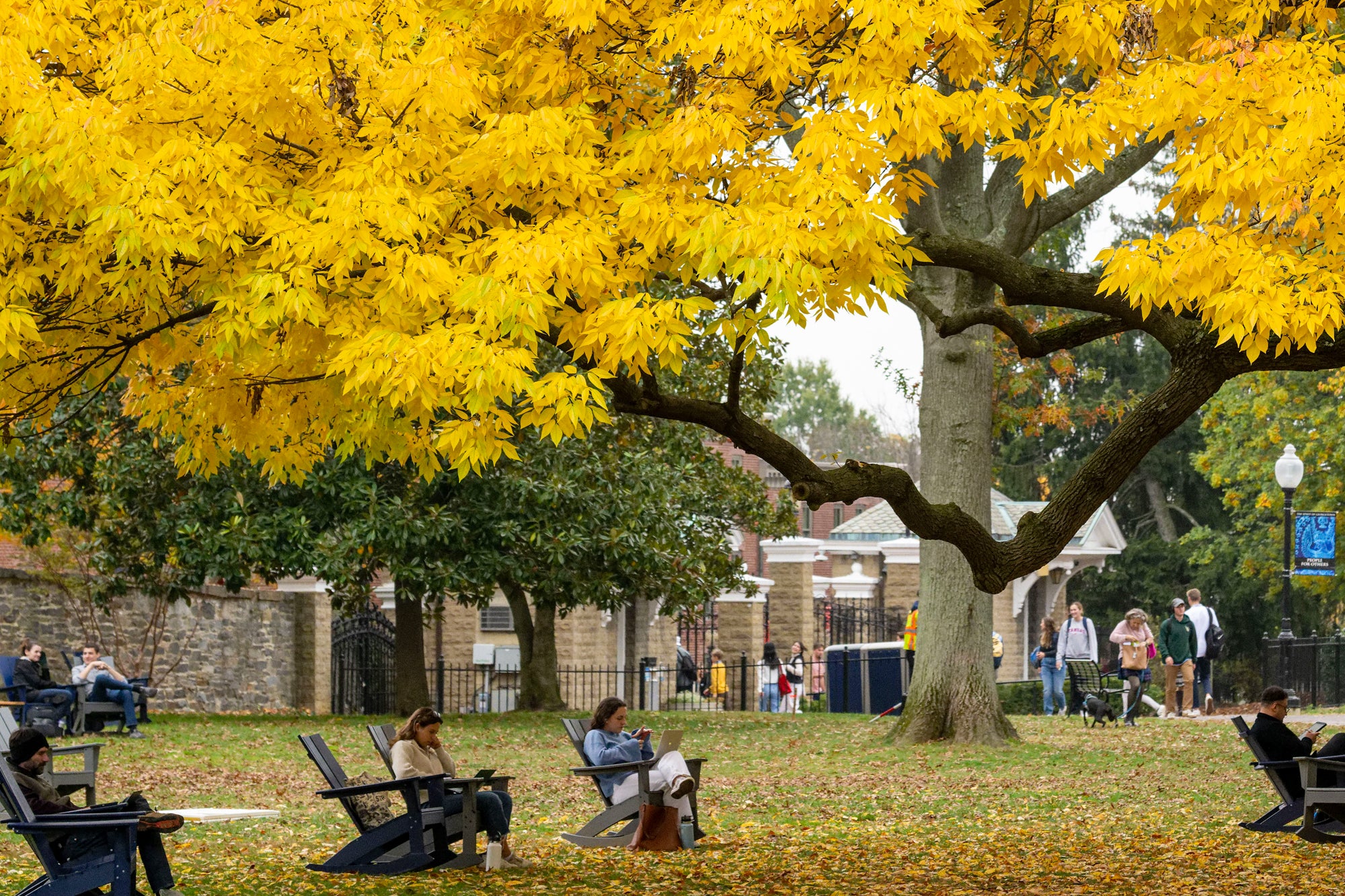 Students sit in Adirondack chairs on Copley Lawn, beneath a tree with yellow leaves.