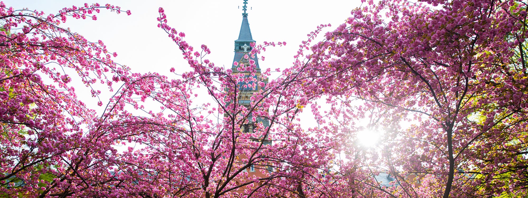 The rear of Healy Hall's clocktower is visible through many pink blossoms on tree branches.
